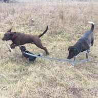 Piper, Molly & Bruce #allbreedsallsizes #yycdogslife