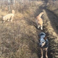 Sarge, Bebe & Abby #yycdogwalkers