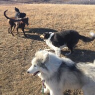 Kona, Storm, Bruce & Baxter #yycdogwalkers