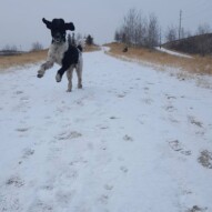 Boomer #yycdogwalking #packwalks