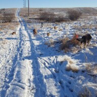 Fridays pack #yycdogwalking #packwalks
