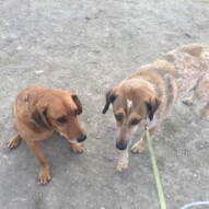 Brother & Sister: Vinnie & River #yycdogwalkers
