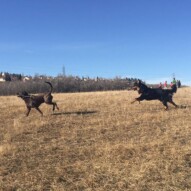 Baxter, chasing his best friend Bruce #yycdogslife