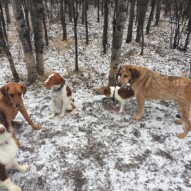 Waylon, River, Wallace, Cooper, River, Sarge #dogwalkingcalgary #yycwalks