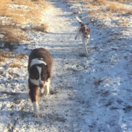 Brothers: Waylon & Wallace #calgarydoglife