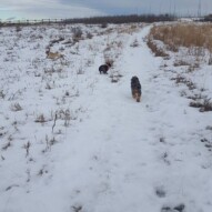 Molly, Daisy and piper #yycdogwalking #packwalks