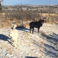 Kia and Baxter #dogwalkerscalgary #yycdogs