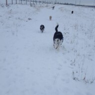 Maggie, Paco, Taz, boomer and Teela #dogwalker #dogs