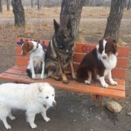 Kia, Wallace, Gander, Waylon #yycwalks #dogwalkingcalgary