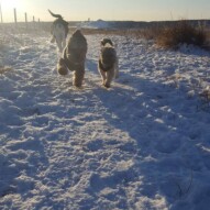 Teddy, Daisy & Maggie #dogwalking #dogs