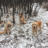 Cooper, Abby, Vinnie, Bebe & Guinness #yycdogslife #dogwalkingcalgary