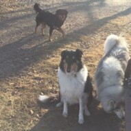 Storm, Kona & Baxter #packwalksyyc