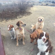 Morning pack #dogwalkingcalgary #yycdogslife
