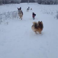 Bailey, Wiley, Alara, Maggie, Lois and Clark. Fridays pack #yycdogwalking #dogs
