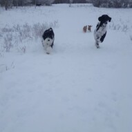 Boomer, Maggie, Lois and Clark #yycdogwalking