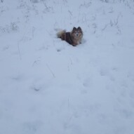 Wiley #dogs #dogwalker