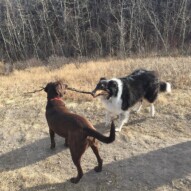 Bruce and Storm: Tug of War!!! #packwalksyyc #calgarydoglife
