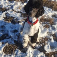 Boomer #yycdogwalking #dogs