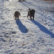Millie and Floyd #dogwalker #dogs