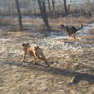Action shot: River & Gander #calgarydogwalkers