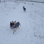 Tuesdays morning pack #yycdogwalking #packwalks #dogs
