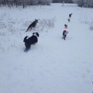 Maggie, Bailey, Lois, Clark, Alara and Teela #yycdogwalking #packwalks #dogs