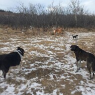 Storm, Piper, Miss Molly & Molly #yycdogslife