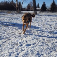 Navi #dogwalker #dogs
