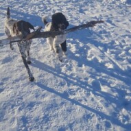 Knute and boomer #yycdogwalking #dogs
