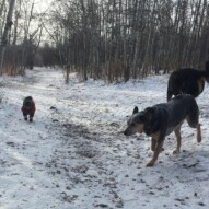 Sophie & Sarge #yycdogslife