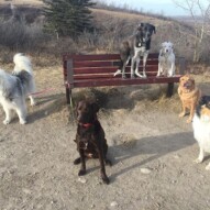 Kona, Bruce, Piper, Finn, Molly & Storm, all practicing their sit, stays. #calgarydoglife