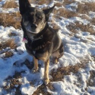 Teela #yycdogwalking #dogs