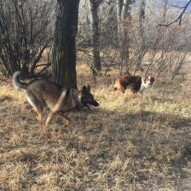 Best buddies: Gander & Waylon #yycdogslife #packwalksyyc