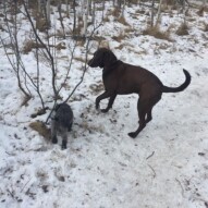 Sophie & Bruce #allbreedsallsizes #yycdogs
