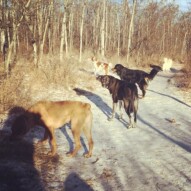 River, Piper, Baxter, Wallace & Kia #dogsyyc