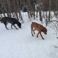 River & Piper #calgarydogs