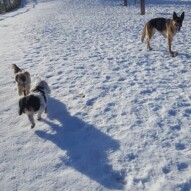 Bailey, Ace and Riley #yycdogwalking