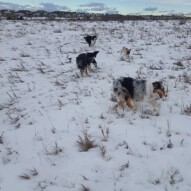 Quinn, Teela, boomer, Maggie and piper #yycdogwalking