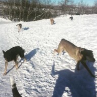 Samson, Teela, Bailey, Finnigan & Storm #yycdogs