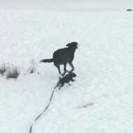 Molly & Piper #allbreedsallsizes #calgarydogwalkers