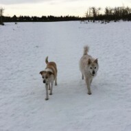 Jazz & Kia #calgarydogwalkers