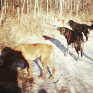 River, Piper, Baxter & Wallace #calgarydogwalkers