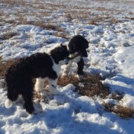 Maggie and boomer #yycdogwalking #dogs
