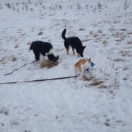 Presley, Maggie, Teela #yycdogwalking #dogs