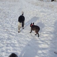 Molly and boomer #yycdogwalking #dogs