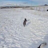 Paco and molly #yycdogwalking #dogs