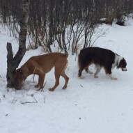 River & Waylon #calgarydogwalkers