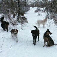 Sarge, Buddy, Wallace, Baxter & Kia #packwalksyyc #calgarydogs