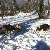 Best buddies: River, Wallace & Waylon #calgarydogwalkers