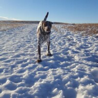 Knute #yycdogwalking #packwalks #dogs